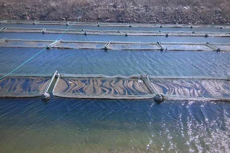 水产养殖聚维酮碘